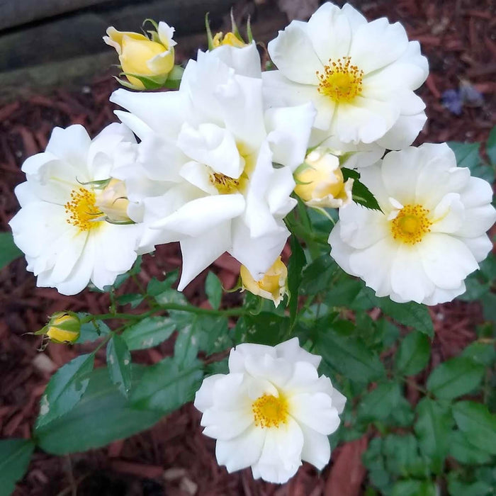 Popcorn Drift - 5 Gallon - Roger's Gardens