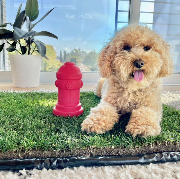 Curly tan puppy sitting on an indoor grass potty pad next to a red silicone fire hydrant.