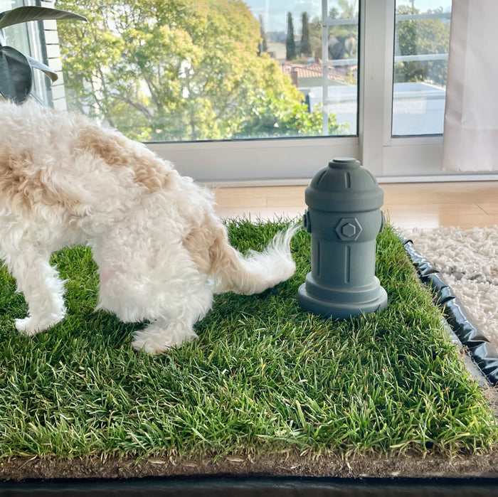 Fluffy white puppy sniffing a gray silicone fire hydrant on an indoor dog grass pad by a sunny window.
