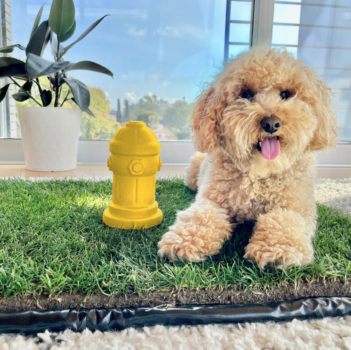 Apricot doodle puppy lying on a DoggieLawn real grass patch for dogs next to a yellow toy fire hydrant indoors.