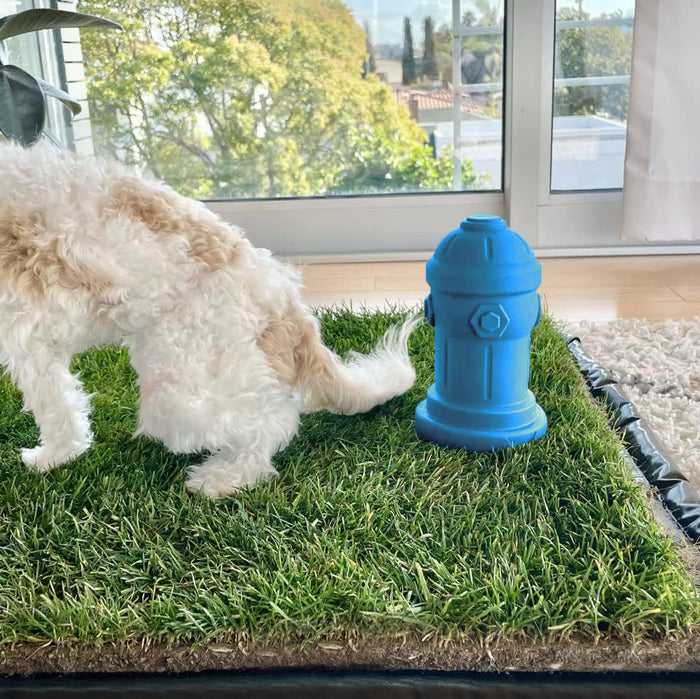 Small white fluffy dog sniffing a blue toy fire hydrant placed on an indoor dog grass patch.