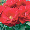 Preference - 24" Tree - 5 Gallon - Roger's Gardens