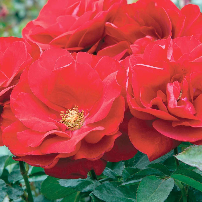 Preference - 24" Tree - 5 Gallon - Roger's Gardens