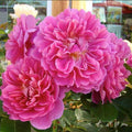 Princess Anne - 5 Gallon - Roger's Gardens