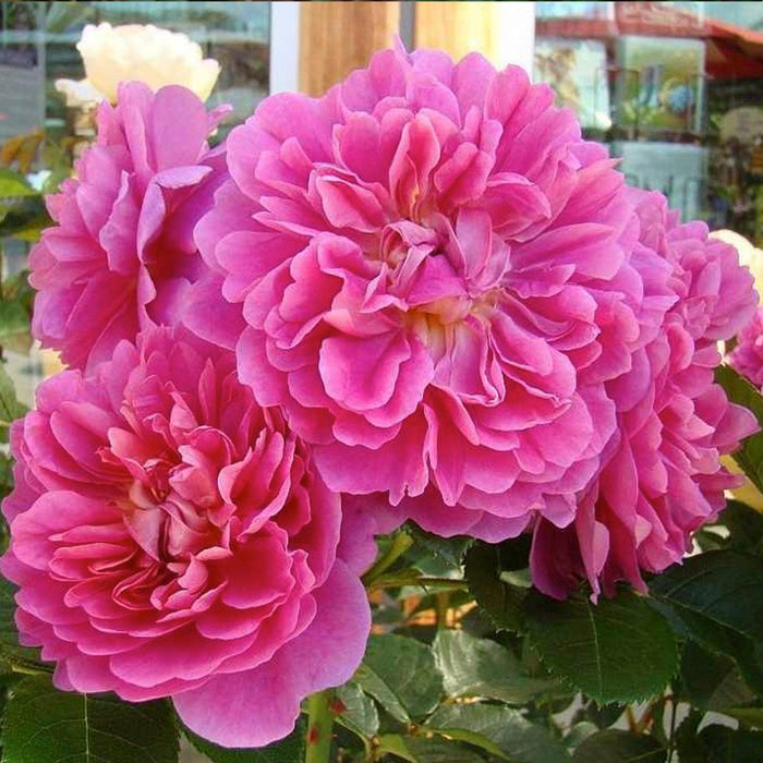 Princess Anne - 5 Gallon - Roger's Gardens