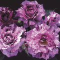 Purple Tiger - 5 Gallon - Roger's Gardens