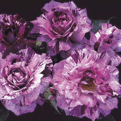 Purple Tiger - 5 Gallon - Roger's Gardens