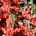 Pyracantha koidzumii 'Victory' - Victory Pyracantha - 5 Gallon - Roger's Gardens