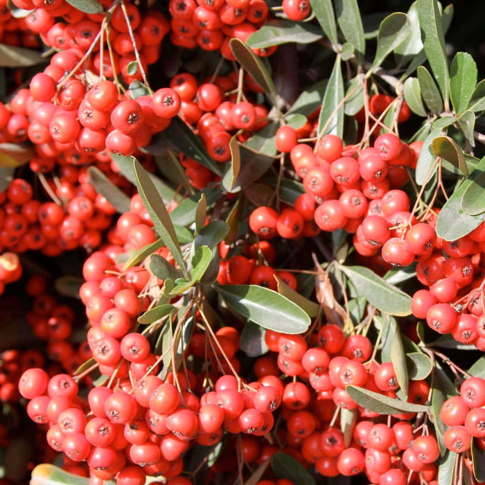 Pyracantha koidzumii 'Victory' - Victory Pyracantha - 5 Gallon - Roger's Gardens