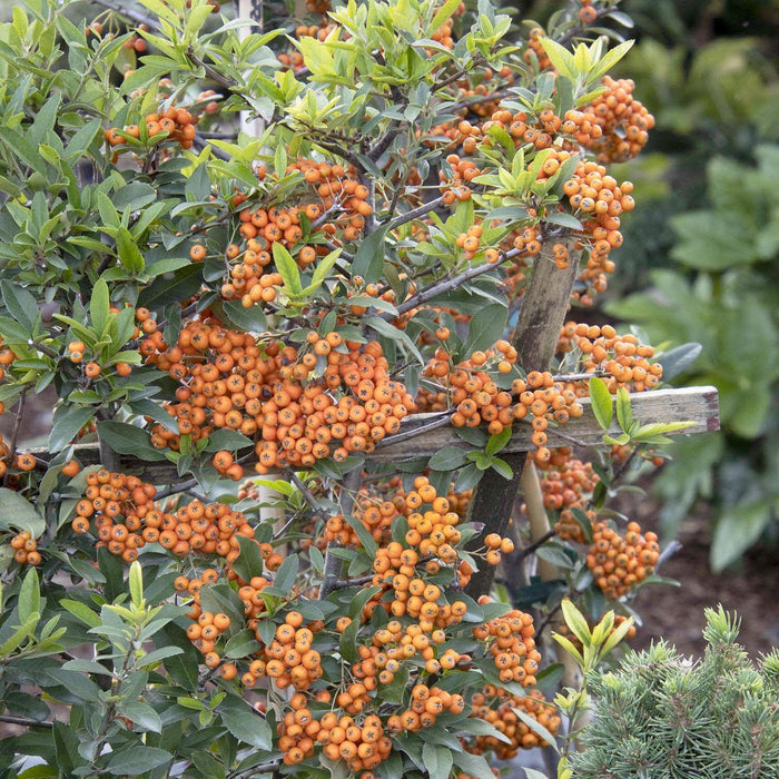 Pyracantha 'Yukon Belle'® - Pyracantha - Espalier - 5 Gallon - Roger's Gardens