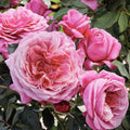 Queen of Elegance - 5 Gallon - Roger's Gardens