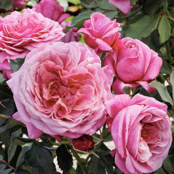 Queen of Elegance - 5 Gallon - Roger's Gardens