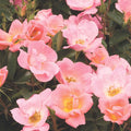 Rainbow Knock Out - 2 Gallon - Roger's Gardens