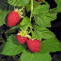 Raspberry 'Canby Red' - Canby Red Raspberry - 1 Gallon - Roger's Gardens