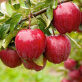 Red Delicious Apple - Tree - 10 Gallon - Roger's Gardens