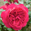 Red Eden - Climbing - Staked - 5 Gallon - Roger's Gardens