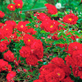 Red Ribbons - 5 Gallon - Roger's Gardens