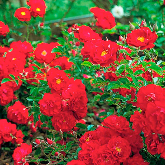 Red Ribbons - 5 Gallon - Roger's Gardens