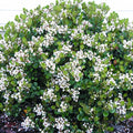 Rhaphiolepis 'Georgia Petite' - Georgia Petite Indian Hawthorn - 5 Gallon - Roger's Gardens