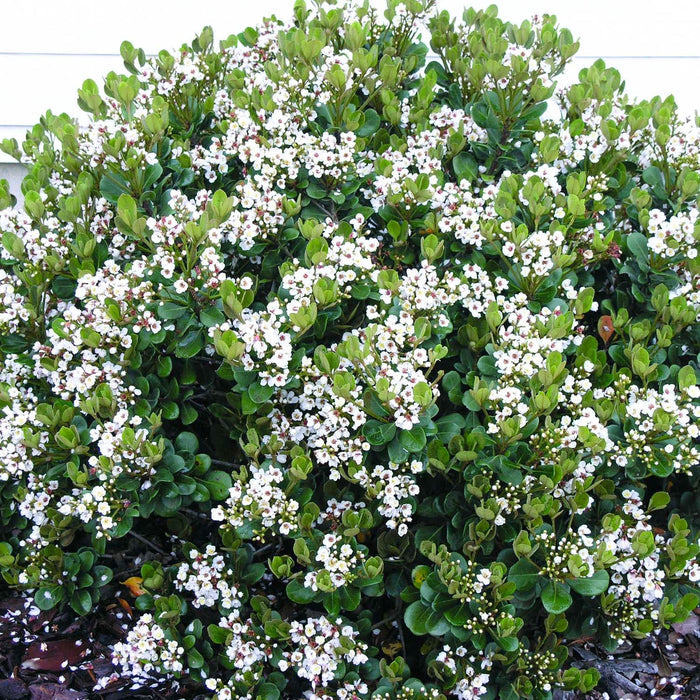 Rhaphiolepis 'Georgia Petite' - Georgia Petite Indian Hawthorn - 5 Gallon - Roger's Gardens