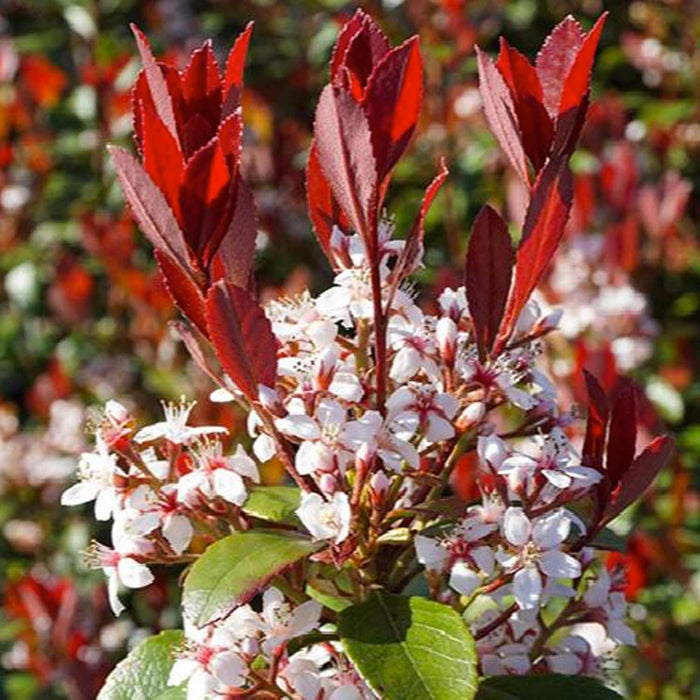 Rhaphiolepis Indica 'Redbird'™ - Redbird Indian Hawthorne - 2 Gallon - Roger's Gardens