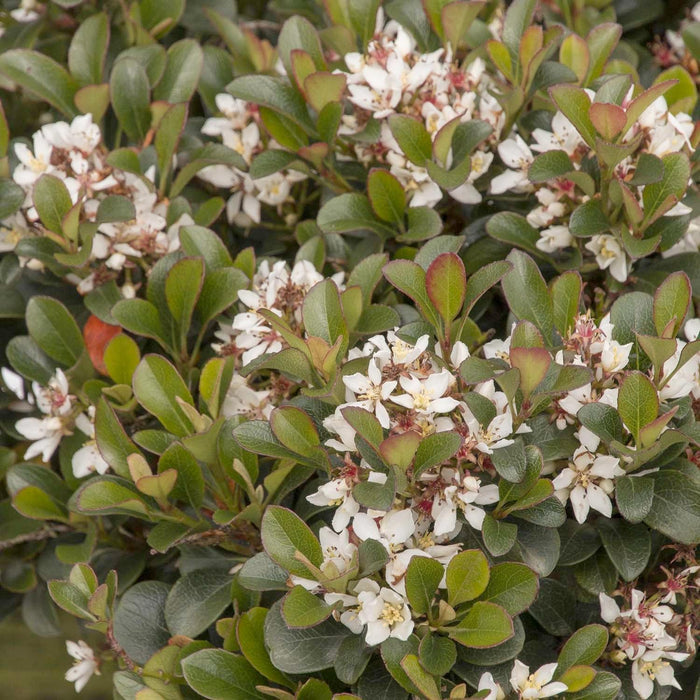 Rhaphiolepis 'Southern Moon'® PP - Southern Moon Yedda Hawthorn - 1 Gallon - Roger's Gardens