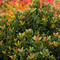 Rhaphiolepis umbellata 'Minor' - Dwarf Yedda Hawthorn - 2 Gallon - Roger's Gardens