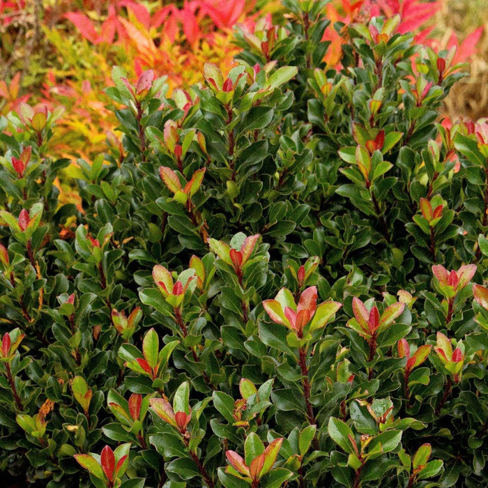 Rhaphiolepis umbellata 'Minor' - Dwarf Yedda Hawthorn - 2 Gallon - Roger's Gardens