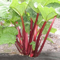 RHUBARB 'CHERRY VICTORIA' - #1 GALLON - Roger's Gardens