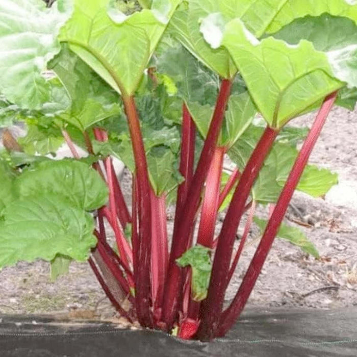 RHUBARB 'CHERRY VICTORIA' - #1 GALLON - Roger's Gardens