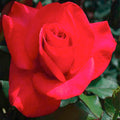 Ring of Fire - 5 Gallon - Roger's Gardens