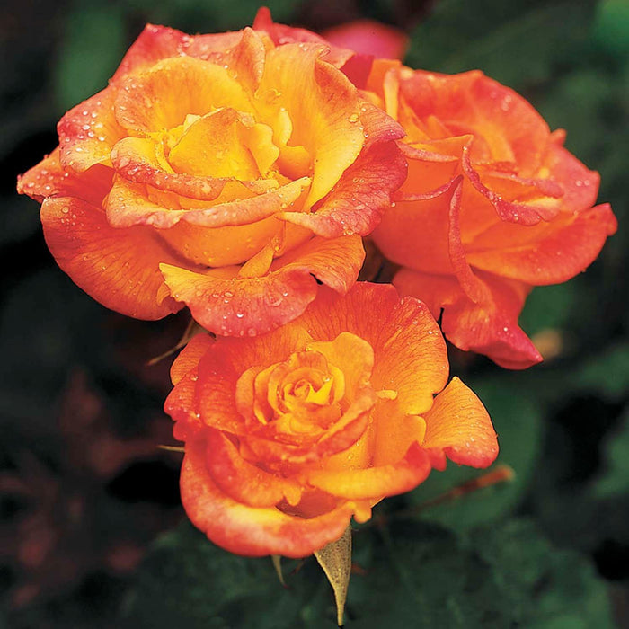 Rio Samba - 5 Gallon - Roger's Gardens