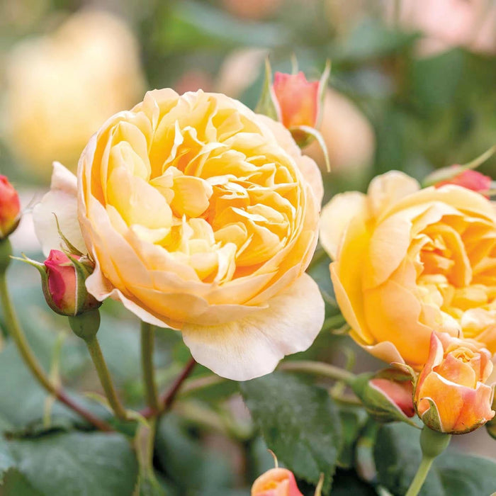 Roald Dahl - 5 Gallon - Roger's Gardens