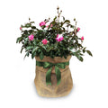 Plant Gift Wrapping - Roger's Gardens