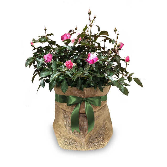 Plant Gift Wrapping - Roger's Gardens