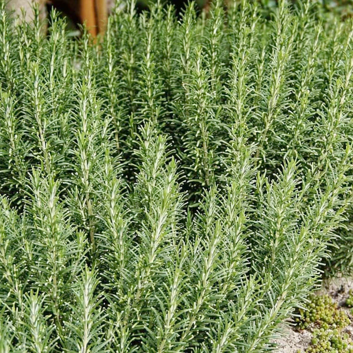 Rosemary 'Arp' - 4" Pot