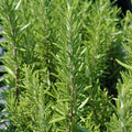 Rosemary 'BBQ' - 4" Pot