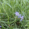 Rosemary 'Blue Spire' - 4" Pot