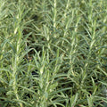 Rosemary 'Hill Hardy' - 4" Pot