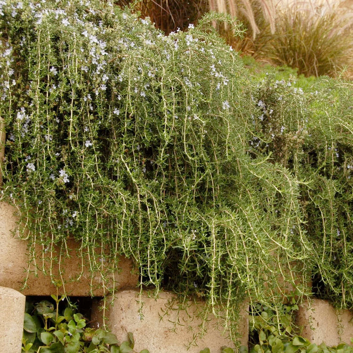 Rosemary 'Huntington Carpet' - 4" Pot