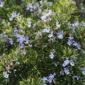 Rosemary 'Romero' - 4" Pot