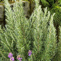 Rosemary 'Spice Island' - 4" Pot
