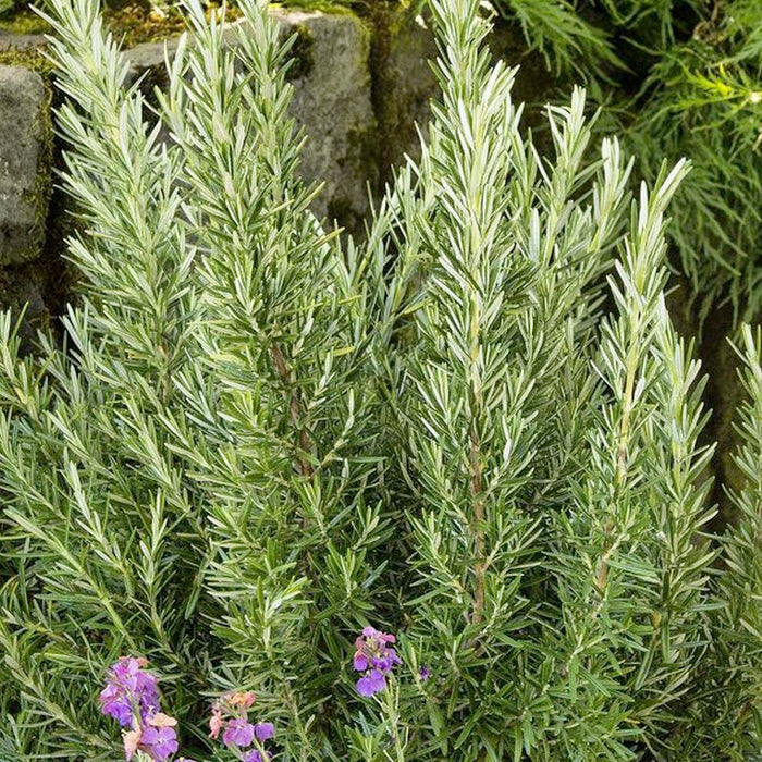 Rosemary 'Spice Island' - 4" Pot