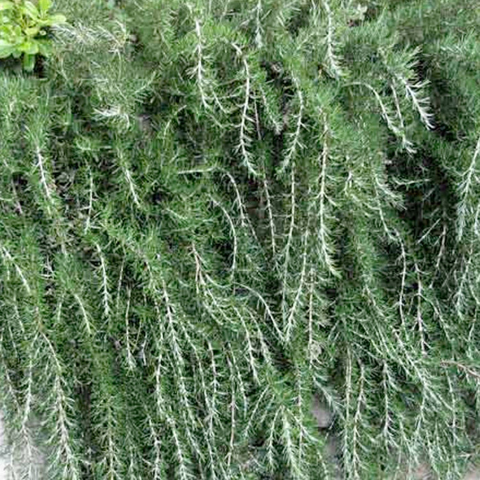 Rosemary 'Trailing' - 4" Pot