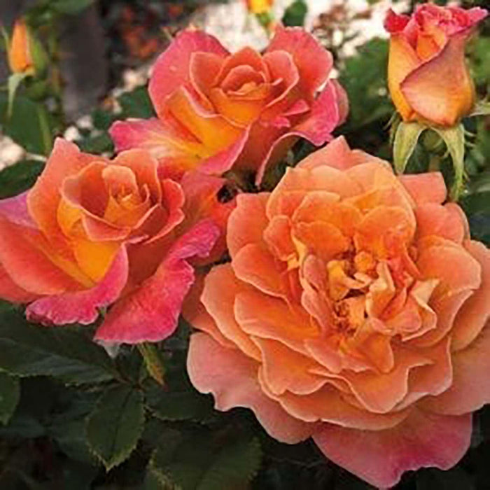 Rosie the Riveter - 5 Gallon - Roger's Gardens