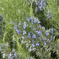 Rosmarinus 'Tuscan Blue' - Tuscan Blue Rosemary - 5 Gallon - Roger's Gardens