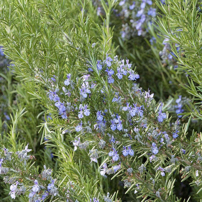 Rosmarinus 'Tuscan Blue' - Tuscan Blue Rosemary - 5 Gallon - Roger's Gardens