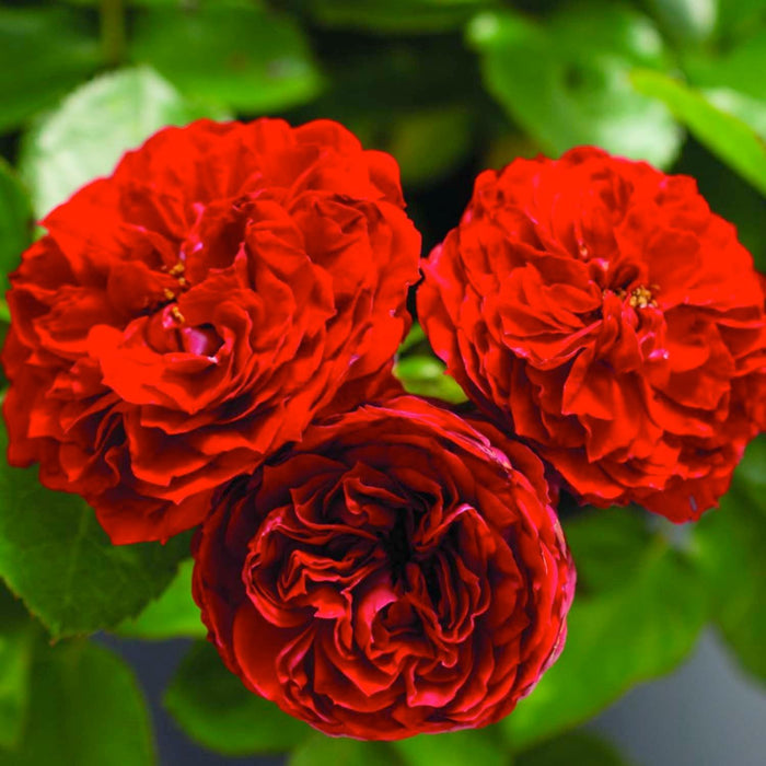 Roxanne Veranda - 5 Gallon - Roger's Gardens