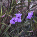 Ruellia brittoniana - Mexican Petunia - 2 Gallon - Roger's Gardens