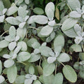 Sage 'Bergaarten' - 4" Pot